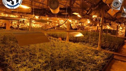 Photo de quelques-uns des 8 000 plants de cannabis saisis et détruits, mercredi 6 novembre 2019, au cœur de Roubaix (Nord). (POLICE JUDICIAIRE)