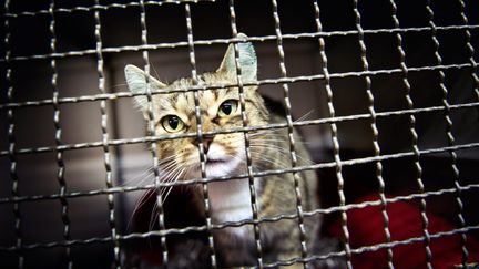 Seulement deux cents chiens et chats ont trouv&eacute; un ma&icirc;tre lors du traditionnel No&euml;l des animaux, organis&eacute; le week-end du 24 novembre 2012. (VICTORIA BONN-MEUSER / MAXPPP)