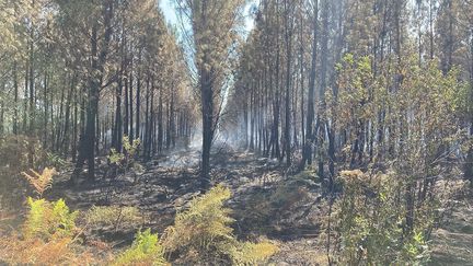 Un incendie est en cours depuis ce dimanche soir sur la commune de Mano (Landes). (TRISTAN BARRAUX / RADIO FRANCE)