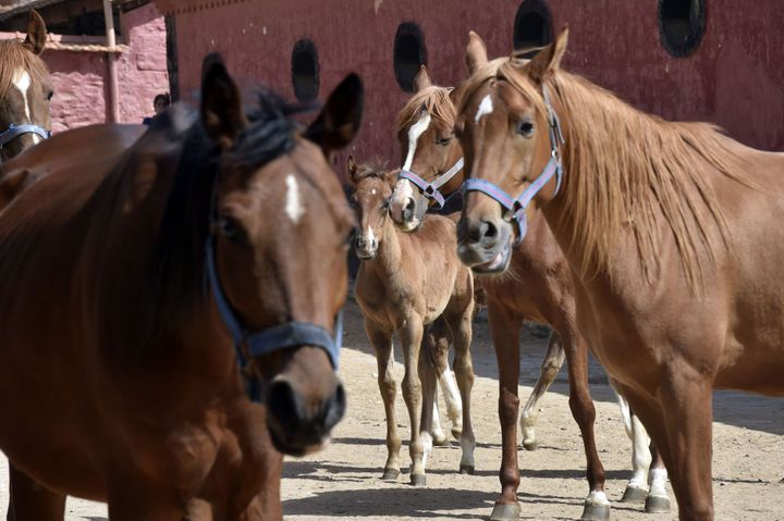 Juments et poulains au haras de Chaouchaouen à Tiaret (RYAD KRAMDI / AFP)