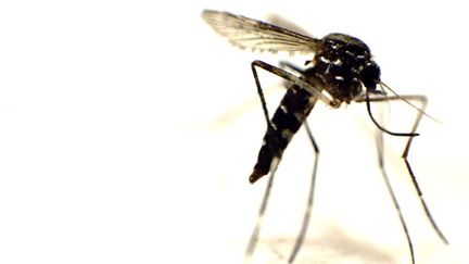  (Le champignon découvert est mortel pour les larves des moustiques porteurs du chikungunya et de la dengue © Maxppp)