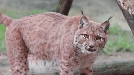 Animaux : le lynx, félin emblématique du Jura (FRANCE 2)