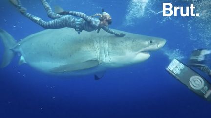 VIDEO. Deep Blue, un gigantesque requin blanc, parmi les plus grands jamais signalés (BRUT)