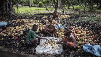 Les producteurs de cacao sont très dépendants de la spéculation financière sur les cours, qui fait fluctuer les prix très facilement.&nbsp; (GIANLUIGI GUERCIA / AFP)