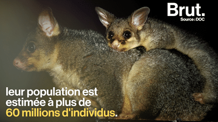 Il a l'air plutôt inoffensif et pourtant, ce petit marsupial s'attire les foudres de la Nouvelle-Zélande. Voilà pourquoi.