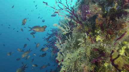 Biodiversité : la Méditerranée en danger (France 3)