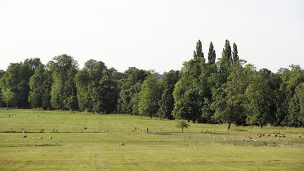 Des moutons à Versailles (Yvelines), le 22 mai 2019.&nbsp; (TRIPELON-JARRY / ONLY FRANCE / AFP)