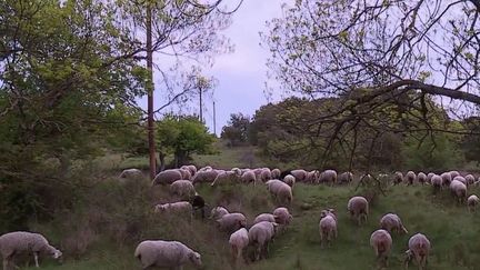 15 départements français sont actuellement touchés par la sécheresse, dont dix qui ont dépassé le seuil d'alerte.&nbsp;Les agriculteurs et les éleveurs sont très inquiets.&nbsp;Reportage dans les Alpes-Maritimes. (FRANCE 2)