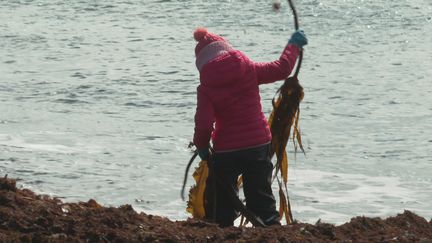 L'algue saccharia, une algue qui prolifère dans les eaux de Saint-Pierre et Miquelon. (SPM LA PREMIERE)