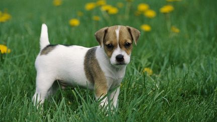 Un chien de la race Jack Russel Terrier. (MINDEN PICTURES / AFP)