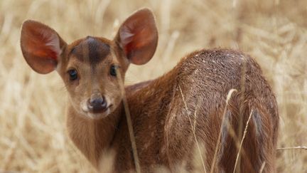 Le bébé cerf cochon pris en photo&nbsp;par les soigneurs du Parc.&nbsp; (PARC ANIMALIER D AUVERGNE)