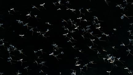 Des éphémères, insectes volants. (VW PICS / UNIVERSAL IMAGES GROUP EDITORIAL via GETTYIMAGES)