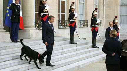 L'animal, un croisé griffon-labrador, a été aperçu ce lundi matin par les journalistes dans la cour de l'Elysée. Il a été baptisé en hommage au héros de "Vingt mille lieues sous les mers" sous les mers, de Jules Verne, dont le chef de l'Etat serait un amateur. (LUDOVIC MARIN / AFP)