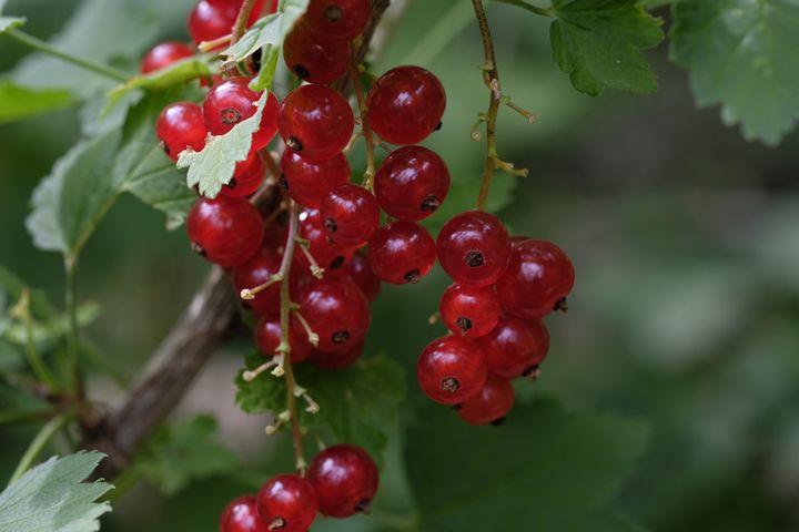 Groseillier 'Versaillaise rouge'.&nbsp; (ISABELLE MORAND / RADIO FRANCE / FRANCE INFO)