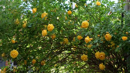 Les rosiers sont encore en fleurs dans de nombreux jardins. Profitez-en le temps d'un week-end dans le Nord.&nbsp; (ISABELLE MORAND / RADIO FRANCE / FRANCE INFO)