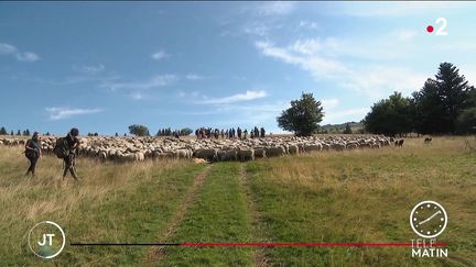 Agriculture : quand les bergers invitent les touristes pour la transhumance d’été