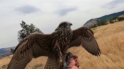 Etats-Unis : dans l'Oregon, les faucons protègent les récoltes