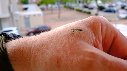 Un moustique sur une main. (PATRICK LEFEVRE / MAXPPP)