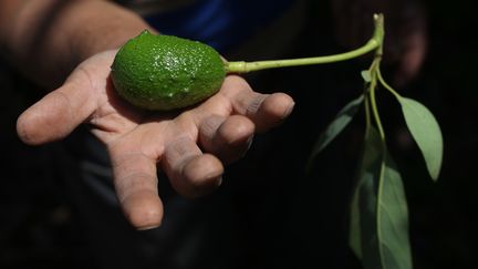 Les premiers pays producteurs d'avocats sont le&nbsp;Pérou, le Chili (ici en photo),&nbsp;l’Afrique du sud et Israël. (CLAUDIO REYES / AFP)