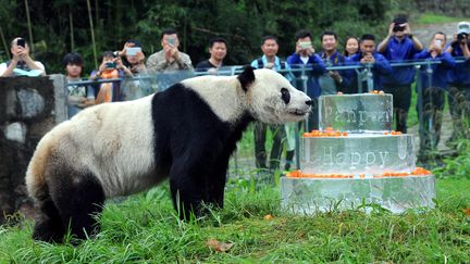 Le panda Pan Pan, à l'occasion de son trentième anniversaire, le 21 septembre 2015, au&nbsp;Centre de recherche et de conservation du panda géant,&nbsp;dans la province du Sichuan. (STR / AFP)