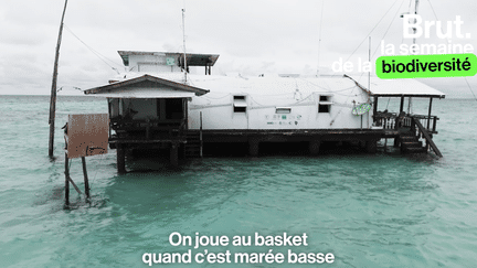 Vivre dans une maison sur pilotis à 12h de bateau de la première île habitée pendant 2 mois, c'est la vie que mènent ces rangers pour protéger le récif de Tubbataha aux Philippines, classé au patrimoine mondial de l'Unesco. Voici à quoi ressemble leur quotidien. (Brut.)