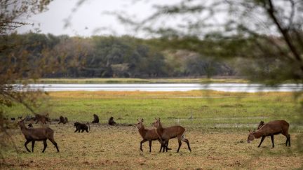 Mais pour Omar Mohamed, chef du centre de recherche dédié à la biodiversité du parc, c’est une "menace immense pour la réserve". Albadri Alhassan, le directeur du développement de Dinder, va dans son sens&nbsp;: "Le parc abrite la faune la plus riche du Soudan, mais le nombre croissant de violations des règles par les humains menace cette biodiversité."&nbsp; &nbsp; (ABDULMONAM EASSA / AFP)