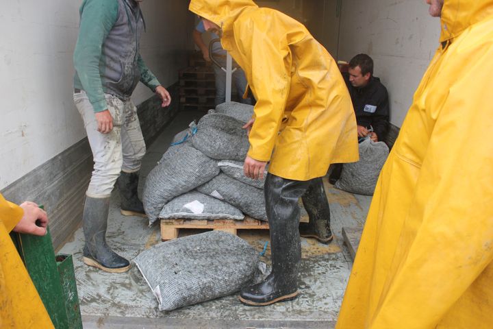 Des pêcheurs à pied déchargent des sacs remplis de coques, le 22 juin 2021, au Crotoy (Somme). (CLEMENT PARROT / FRANCEINFO)