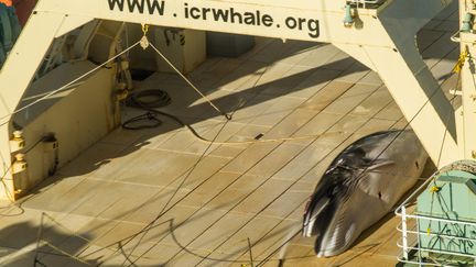 Une baleine morte sur le pont d'un navire-usine japonais photographiée par l'association Sea Shepherd,&nbsp;le 15 janvier 2017&nbsp;dans l'Antarctique. (GLENN LOCKITCH / SEA SHEPHERD GLOBAL / AFP)