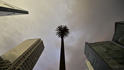 L'emblématique palmier du rond-point de la Reforma à Mexico n'est plus. Malade, il a été déraciné après une cérémonie d'adieu. Il sera remplacé à un ahuehuete. (PEDRO PARDO / AFP)