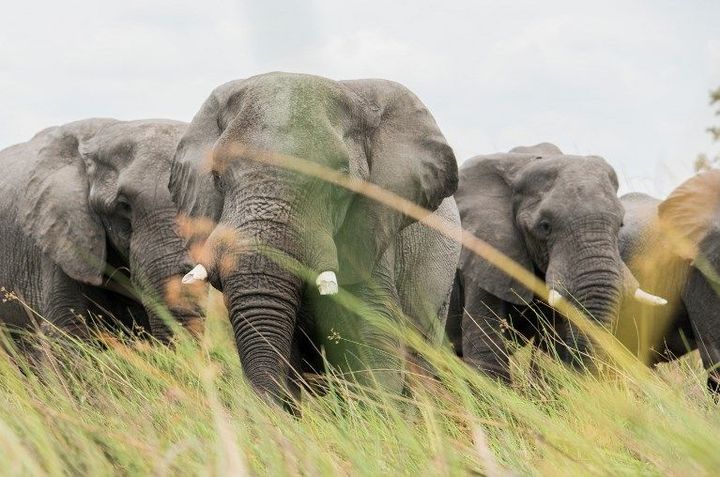 Les derniers massacres ont été découverts près de la réserve naturelle protégée du delta de l’Okavango, qui attire des touristes du monde entier.
 (ROSANNA U / IMAGE SOURCE/AFP)