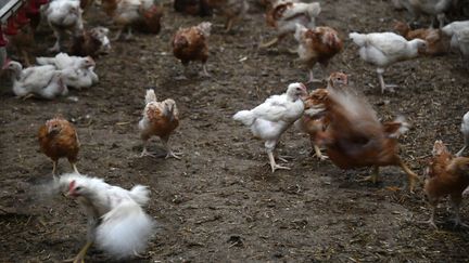 Des poulets dans une exploitation du nord de la France, le 9 novembre 2020. (photo d'illustration) (MAXPPP)