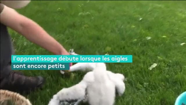 A Mont-de-Marsan, des militaires entraînent des aigles chasseurs de drone