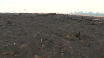 Incendies en Amazonie : les images saisissantes de la destruction du poumon vert