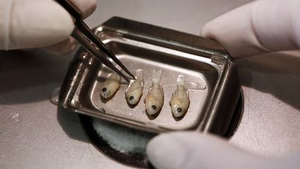 Un ichtyologiste examine des b&eacute;b&eacute;s daurades dans un laboratoire pr&egrave;s d'Ath&egrave;nes (Gr&egrave;ce), le 21 novembre 2013. (YORGOS KARAHALIS / REUTERS)