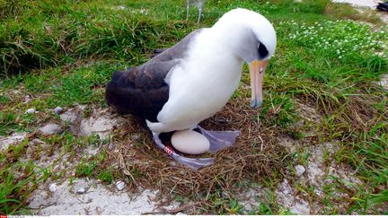 Wisdom l'albatros est photographié le 3 décembre 2016 sur les îles Midway, dans le Pacifique.&nbsp; (DAN CLARK / AP / SIPA)