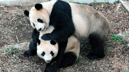 Ri Ri et Shin Shin, les deux pandas g&eacute;ants du zoo d'Uneo, &agrave; Tokyo (Japon), le 25 mars 2012. (UENO ZOOLOGICAL PARK / AFP)