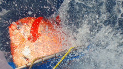 Un opah est &eacute;quip&eacute; de capteurs au large de la Californie (Etats-Unis). (NOAA NOAA / REUTERS)