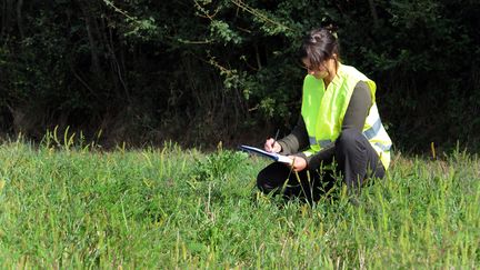 Dans la commune de Viriat (Ain), une employ&eacute;e des services techniques rel&egrave;ve la pr&eacute;sence d'ambroisie, le 26 ao&ucirc;t 2013.&nbsp; (  MAXPPP.)