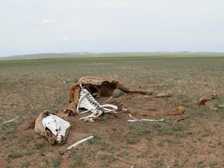 La carcasse d'un cheval, mort du dzud, gît sur le bord de la route.&nbsp; (SOLENNE LE HEN / RADIO FRANCE)