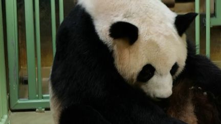 Zoo de Beauval : Huan Huan a donné naissance&nbsp;à deux bébés&nbsp;pandas (France 2)