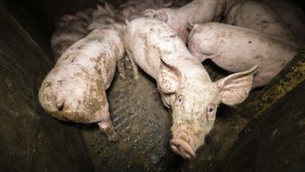 L'association de défense des animaux L214 a diffusé le 3 décembre 2020 une vidéo tournée dans un élevage de cochons situé à Limoise, dans l'Allier. (ASSOCIATION L214)