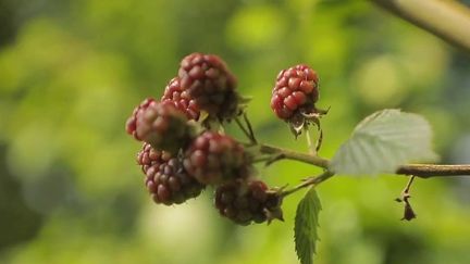 Insolite : à la découverte d'une forêt où tout est comestible