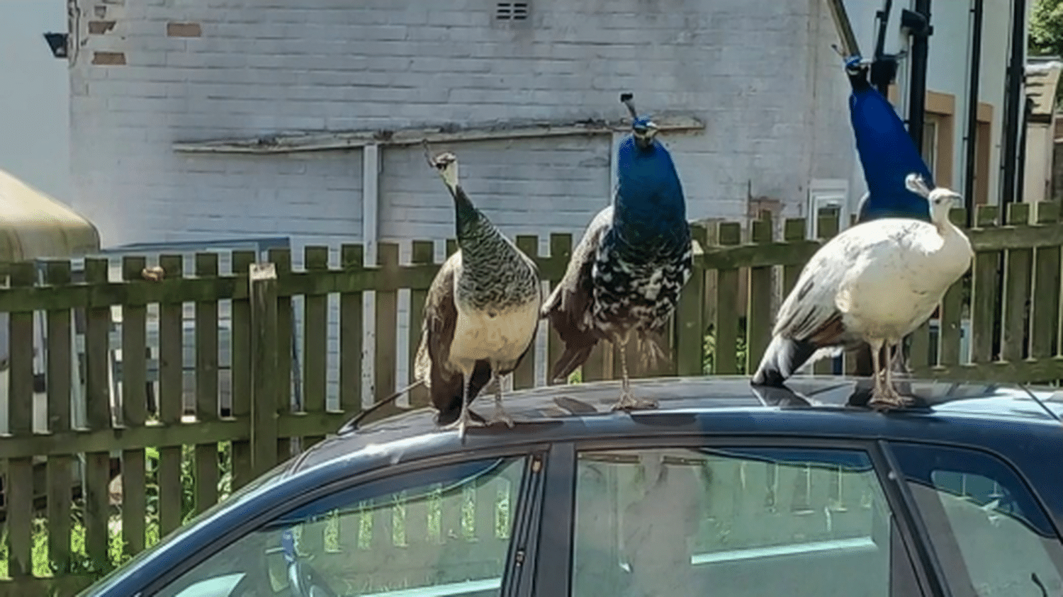 United Kingdom: A village invaded by peacocks