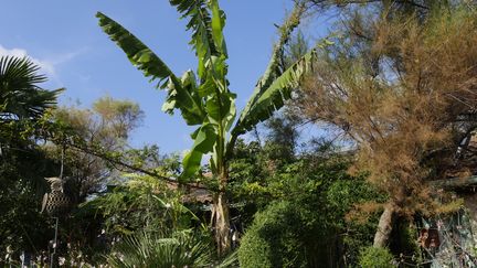 Même un petit jardin peut accueillir un bananier, comme ici au Jardin du Clos Fleuri dans la Drôme. (ISABELLE MORAND / RADIO FRANCE / FRANCE INFO)