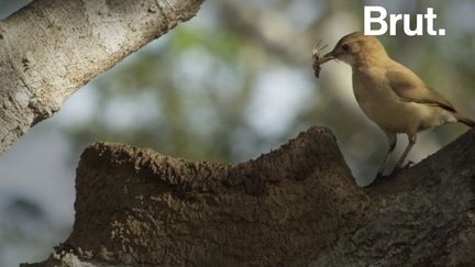 VIDEO. Les fourniers roux, de véritables oiseaux architectes (BRUT)