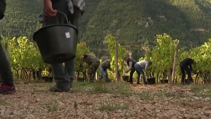 Lozère : replanter des vignes où elles avaient disparu