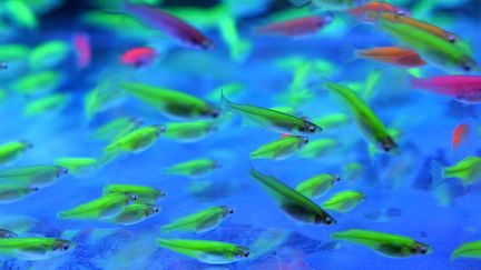 Des poissons modifi&eacute;s g&eacute;n&eacute;tiquement pour &ecirc;tre fluorescents, photographi&eacute;s dans un salon &agrave; Ta&iuml;wan en 2006. (REUTERS / X90090)