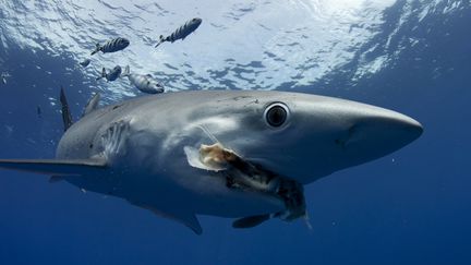 L'Est des États-Unis touché par des attaques de requins à répétition