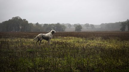 Huit personnes ont été tuées depuis le début de la saison de la chasse en 2019. (Photo d'illustration) (MAXPPP)