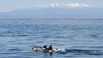 Deux dauphins aperçus au large de la ville de Port-Leucate (Aude), le 3 mars 2022. (RAYMOND ROIG / AFP)